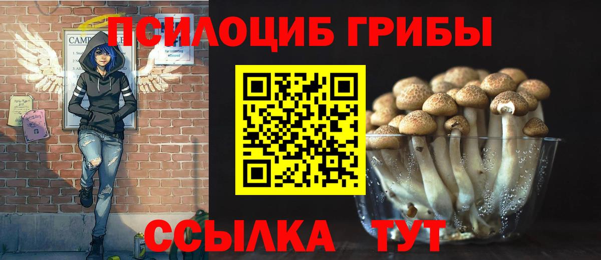 Псилоцибиновые грибы Psilocybe Гудермес